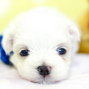 マルチーズ【大分県・男の子・2019年7月3日・ホワイト】の写真「これからどんどん可愛くなっていきます☆」
