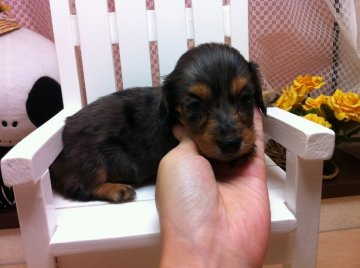 ミニチュアダックスフンド(ロング)【大分県・女の子・2012年7月2日・シルバーダップル】の写真「」