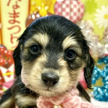 ミニチュアダックスフンド(ロング)【大分県・女の子・2022年1月18日・ブラック&イエロー】の写真「東京・大阪・北海道・沖縄、対応可能です☆」