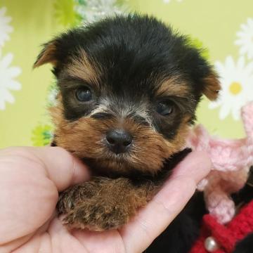 ヨークシャーテリア【大分県・女の子・2022年6月13日・スティールブルー&タン】の写真「とっても可愛いです」