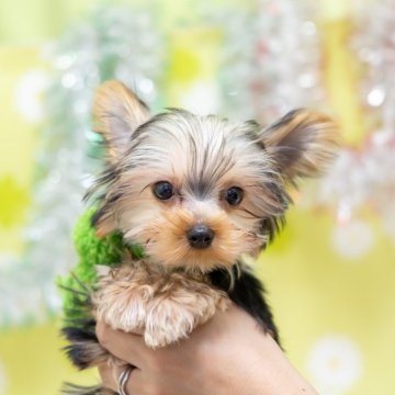 ヨークシャーテリア【大分県・男の子・2023年10月6日・スティールブルー&タン】の写真「東京・大阪・北海道・沖縄、対応可能です☆」