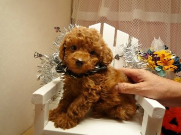 トイプードル(トイ)【大分県・男の子・2012年9月14日・レッド】の写真「」