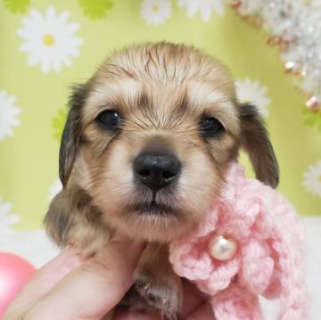 ミニチュアダックスフンド(ロング)【大分県・女の子・2022年8月10日・シェーデッドイエロー】の写真「東京・大阪・北海道・沖縄、対応可能です☆」