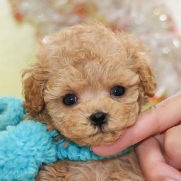 ミックス(マルプー×プードル)【大分県・男の子・2022年8月26日・クリーム】の写真「東京・大阪・北海道・沖縄、対応可能です☆」