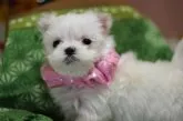 マルチーズ【大分県・女の子・2013年1月7日・ホワイト】の写真2