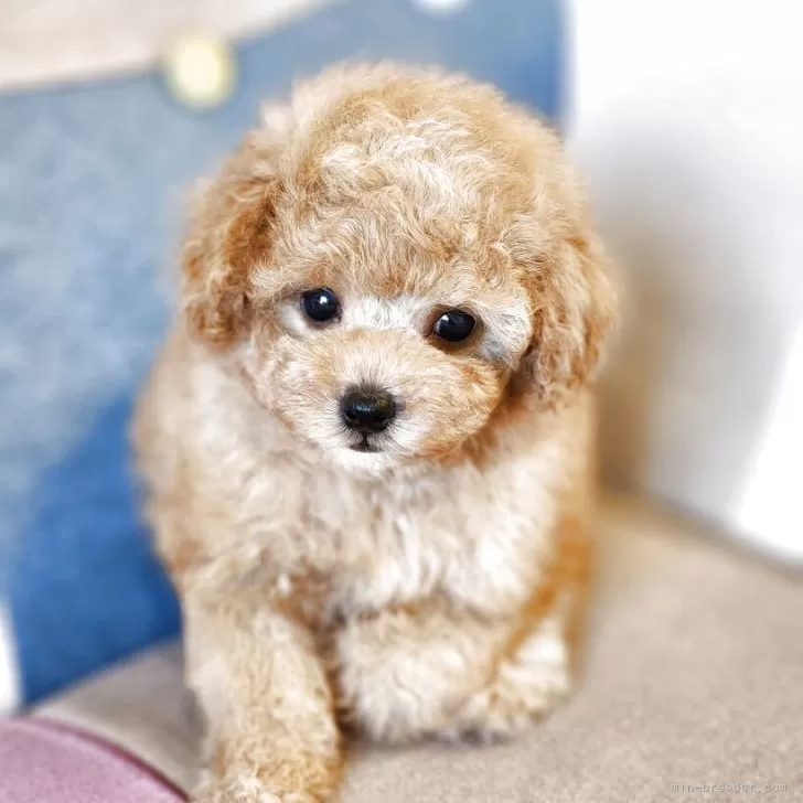 こあら 様のお迎えした子犬