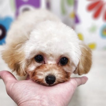 トイプードル(ティーカップ)【香川県・男の子・2025年6月16日・アプリコット】の写真「ちいさなちいさな男の子」