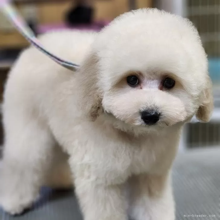 ID:2401-03883の子犬