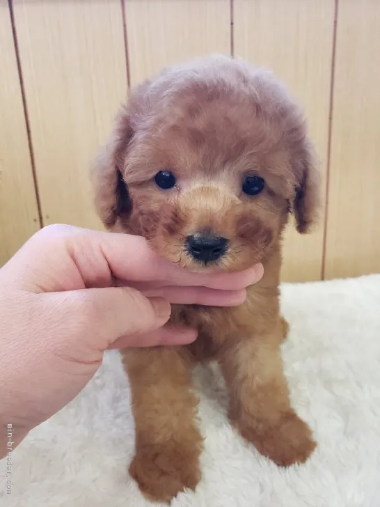 やま 様のお迎えした子犬