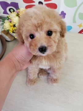 トイプードル(タイニー)【香川県・女の子・2020年5月11日・アプリコット】の写真「可愛い女の子」