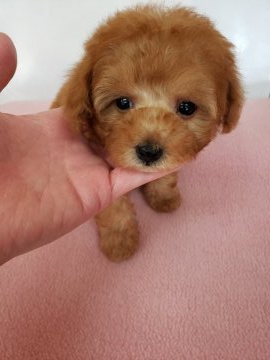 トイプードル(タイニー)【香川県・男の子・2020年5月12日・アプリコット】の写真「毛量多くつぶらな瞳が可愛い」