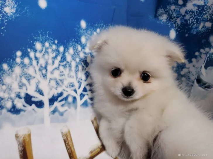 マロン 様のお迎えした子犬