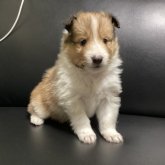 シェットランドシープドッグ