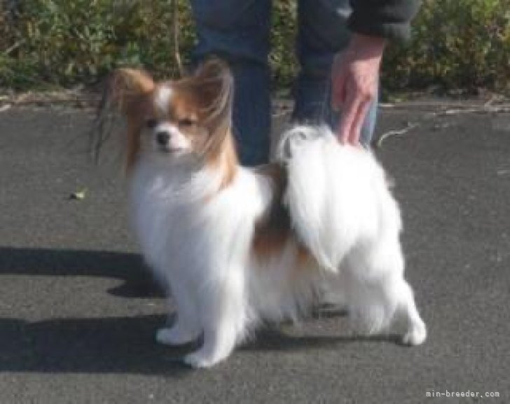 フィンランド輸入犬、インターナショナル＆2カ国チャンピヨンです。｜谷津　由樹恵(やつ　ゆきえ)ブリーダー(埼玉県・パピヨンなど・JKC登録)の紹介写真9