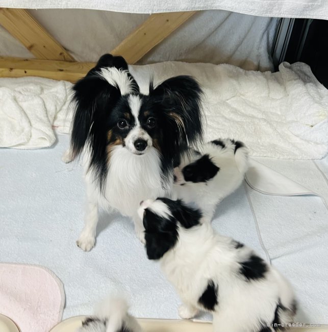 谷津由樹恵ブリーダーのブログ：子育て中のママとトライカラーの仔犬達