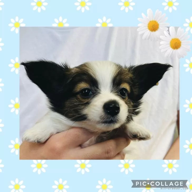 ID：2501-05435の子犬