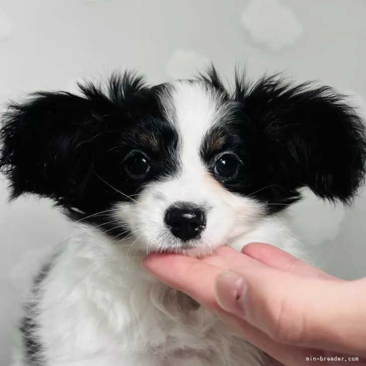ID：2501-07050の子犬