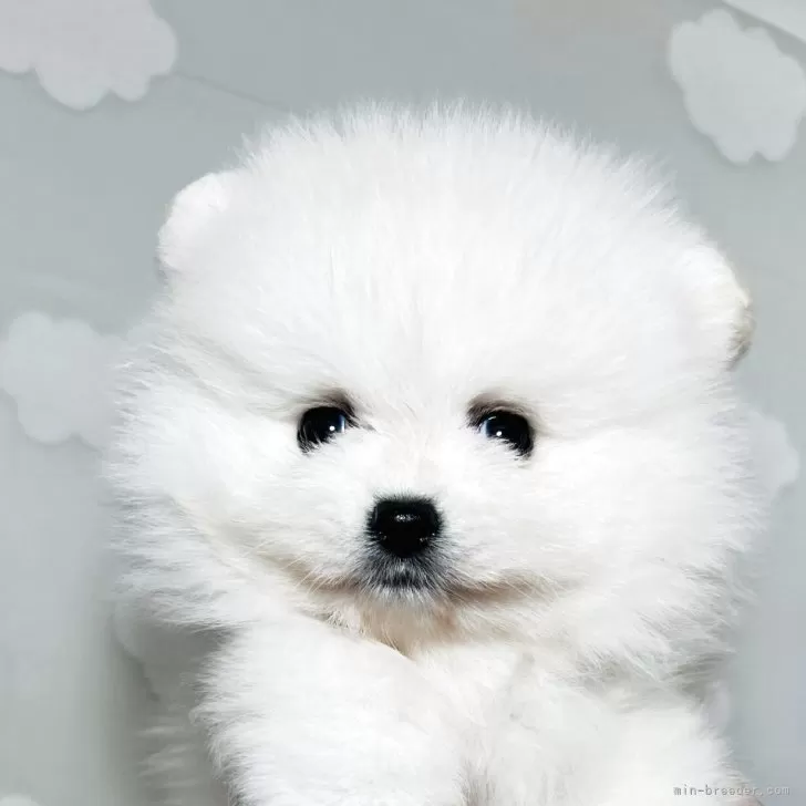 S.Y 様のお迎えした子犬