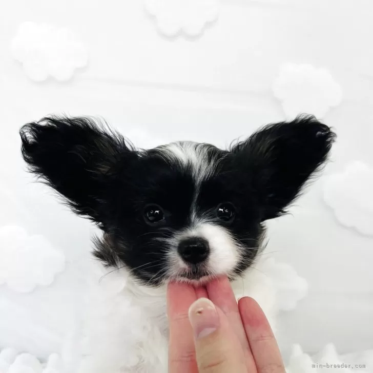 ID：2504-01817の子犬