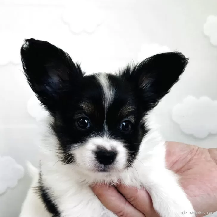 ID:2507-05758の子犬
