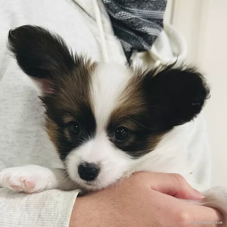 ID:2412-02024の子犬