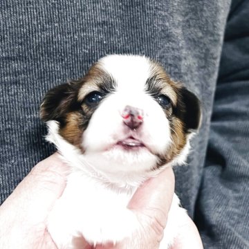 パピヨン【埼玉県・男の子・2025年11月9日・ホワイト アンド レッド】の写真「可愛いお目目の男の子🌟パパはチャンピオン」