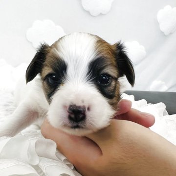 パピヨン【埼玉県・男の子・2025年11月9日・ホワイト アンド レッド】の写真「パピヨンらしいお顔の子🌟パパはチャンピオン」