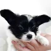 パピヨン