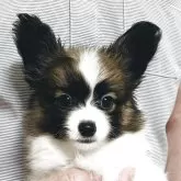 パピヨン