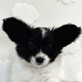 パピヨン
