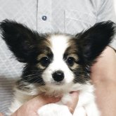 パピヨン