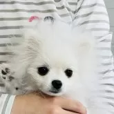 ポメラニアン