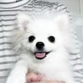 ポメラニアン