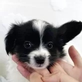 パピヨン