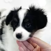 パピヨン