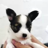 パピヨン