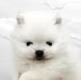 ポメラニアン【埼玉県・女の子・2025年2月20日・ホワイト(オフホワイト)】の写真1「パパ似ですね🩷」