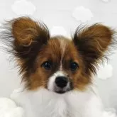 パピヨン【埼玉県・女の子・2025年4月2日・ホワイトアンド ブラウン】の写真1「可愛🩷タレ目ちゃん」