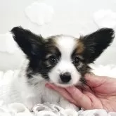 パピヨン