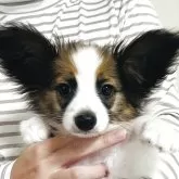 パピヨン