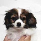 パピヨン