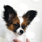 パピヨン