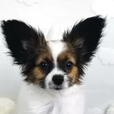 パピヨン