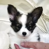 パピヨン