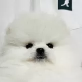 ポメラニアン