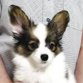 パピヨン