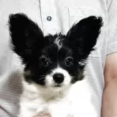 パピヨン