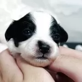 パピヨン