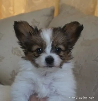 ID：1602-00135の子犬