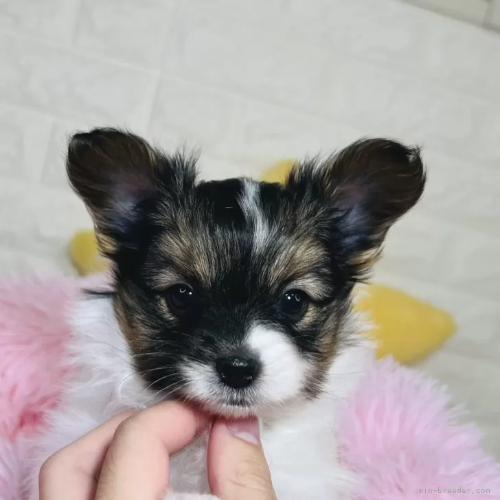 ID:2409-03973の子犬